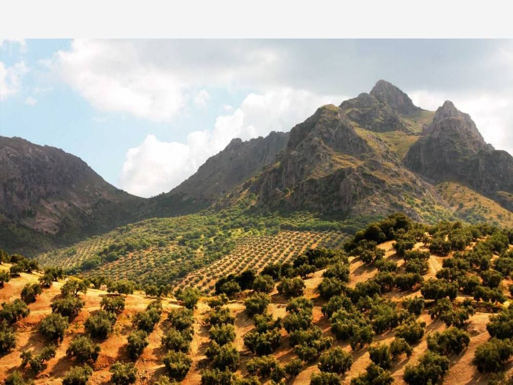Sierra caliza escarpada sobre laderas cubiertas de olivares